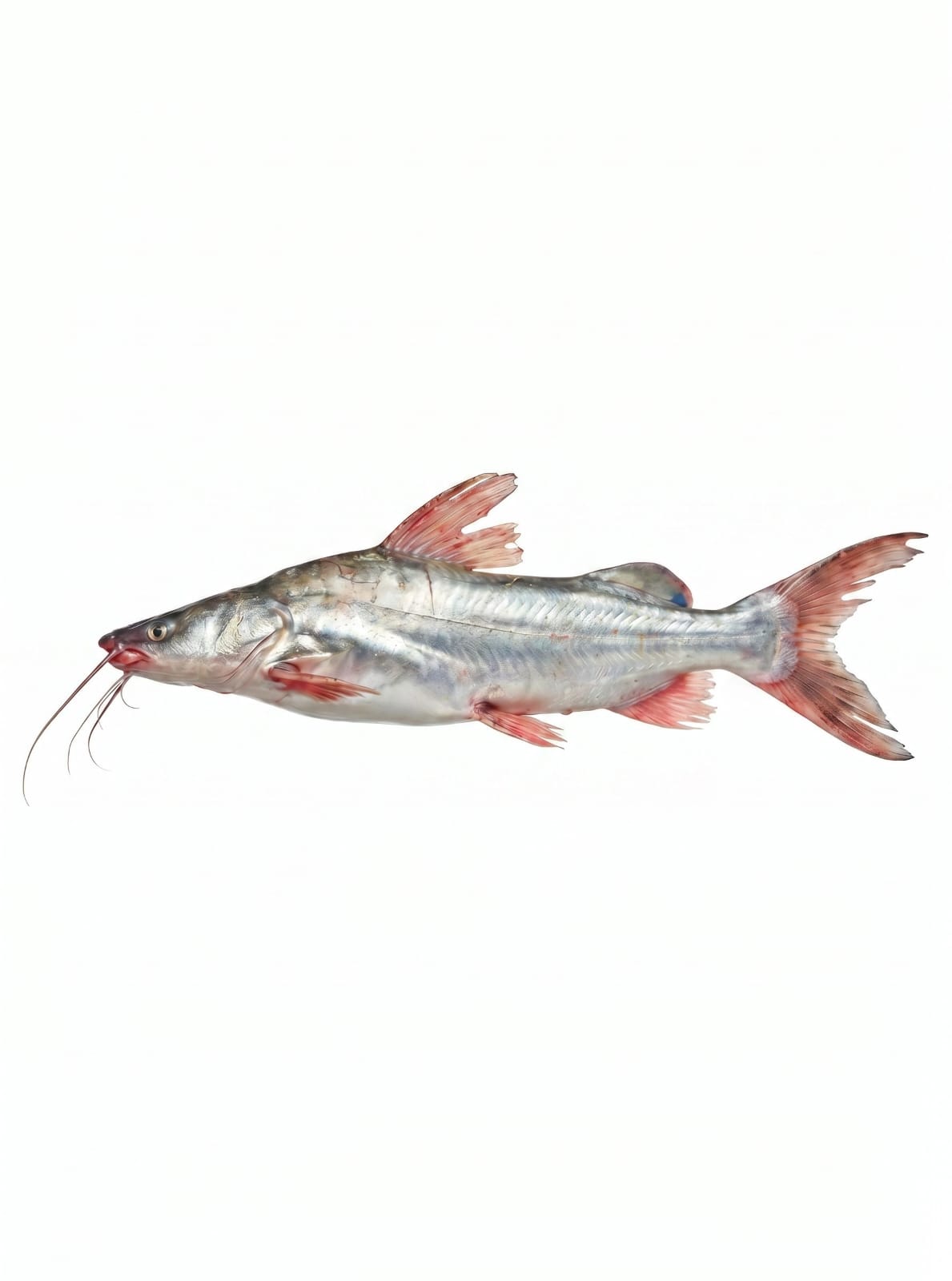 Iyer Fish (2-4 Kg Size)(1550 Taka Per Kg)